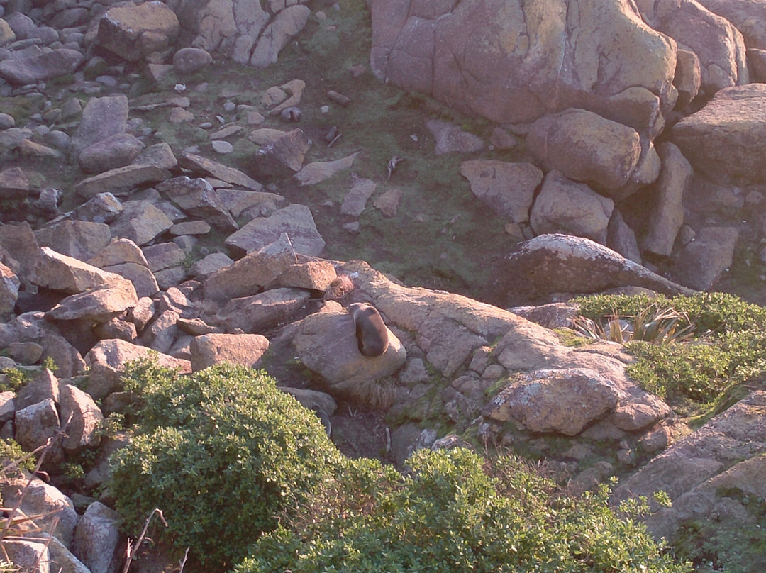 Tauranga Bay Seal Colony-韦斯特波特必去景点