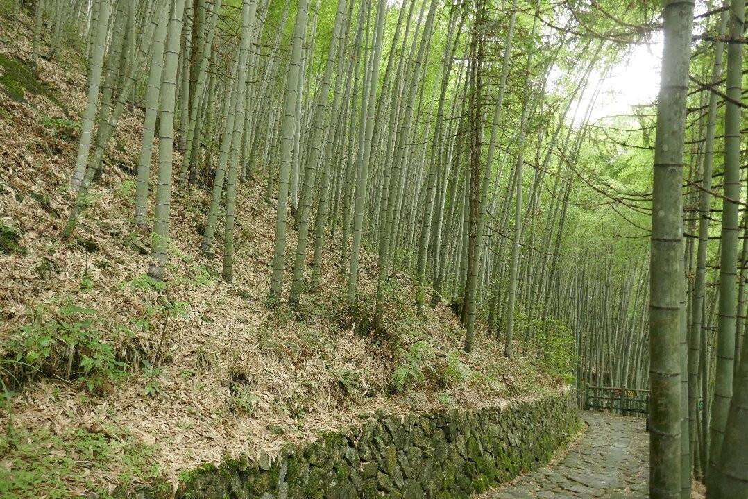 丽水庆元百山祖景点图片