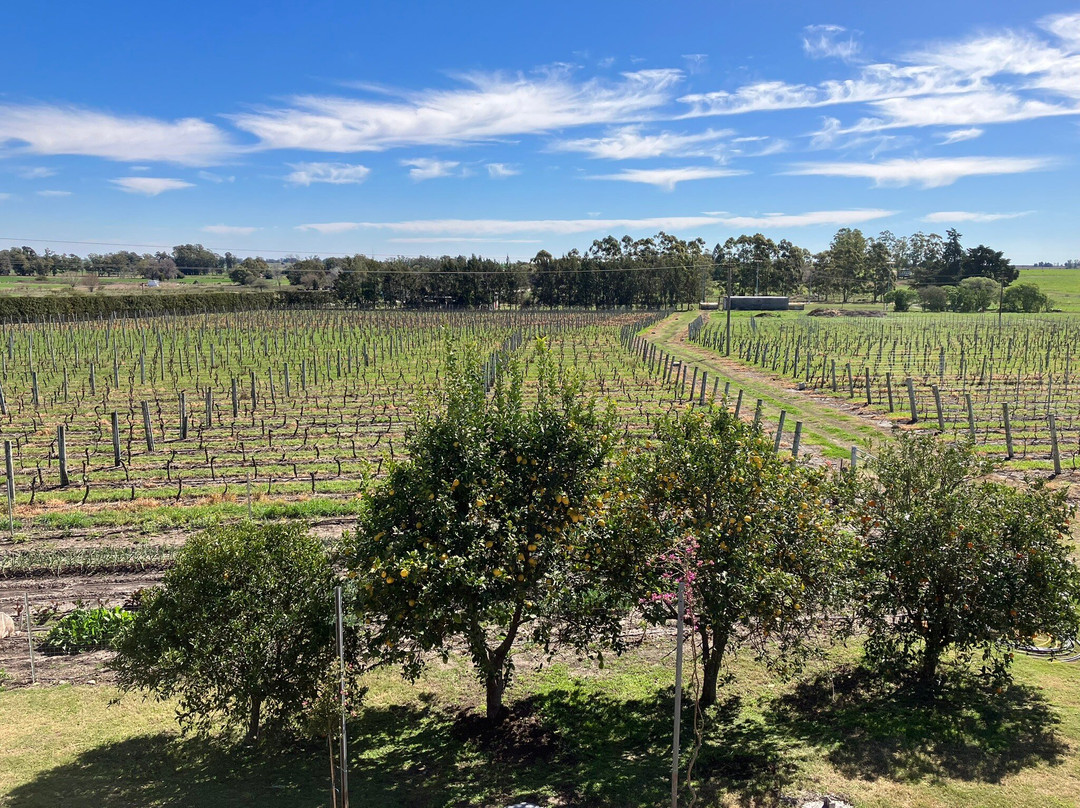 Fripp Viñedos Y Bodega-Conchillas必去景点