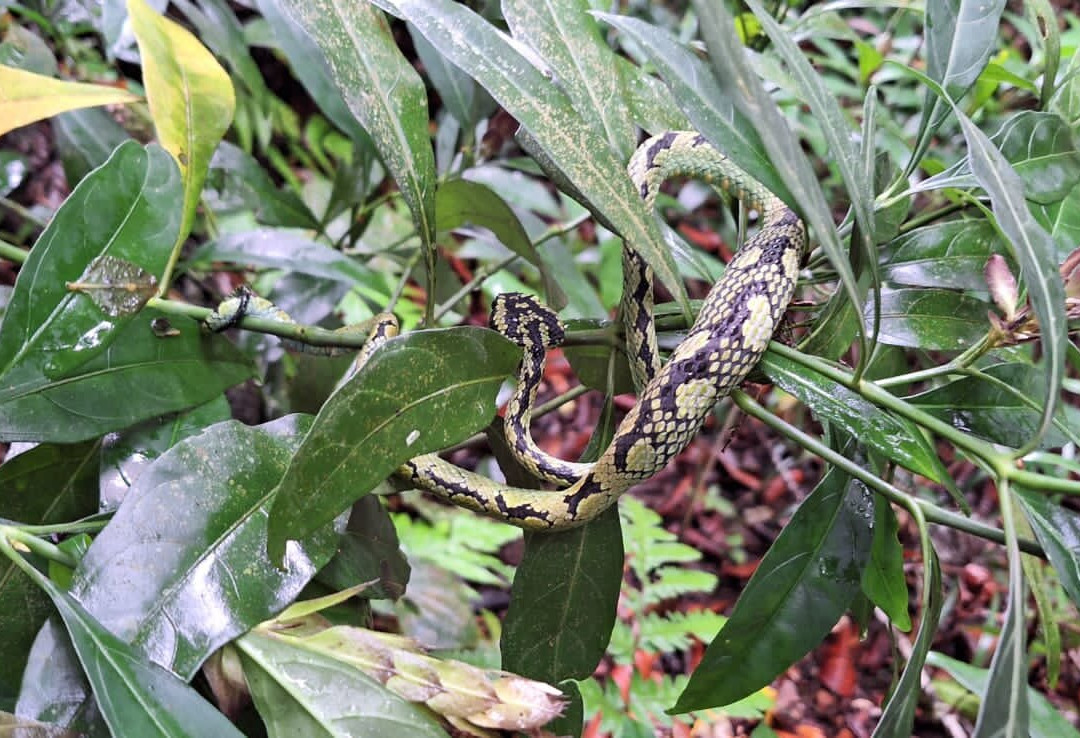 Sinharaja Rainforest Tour-Deniyaya必去景点