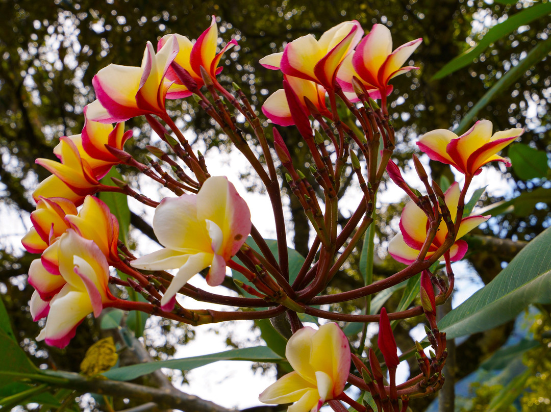 Gopeng Highland Resort主图