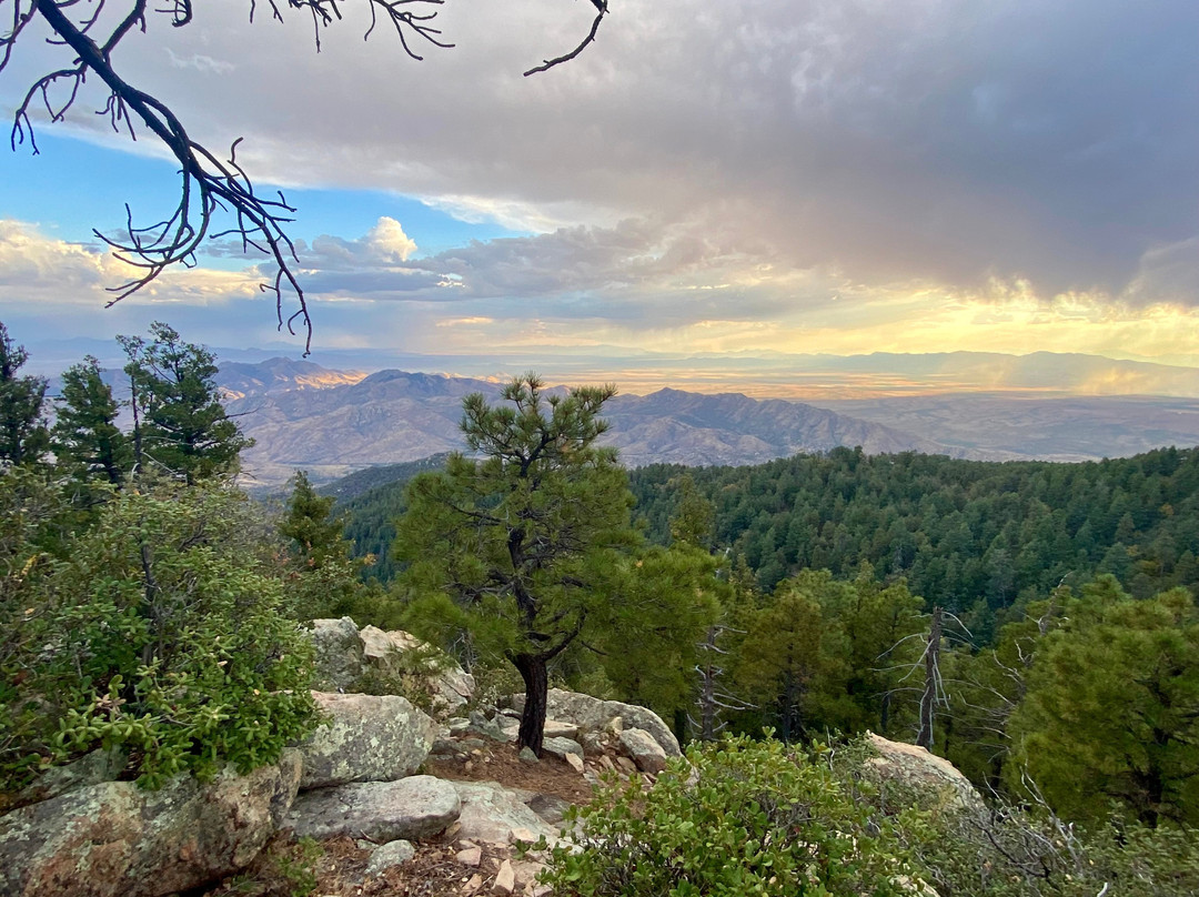 Mount Safford Ladybug Peak Trail-Safford必去景点