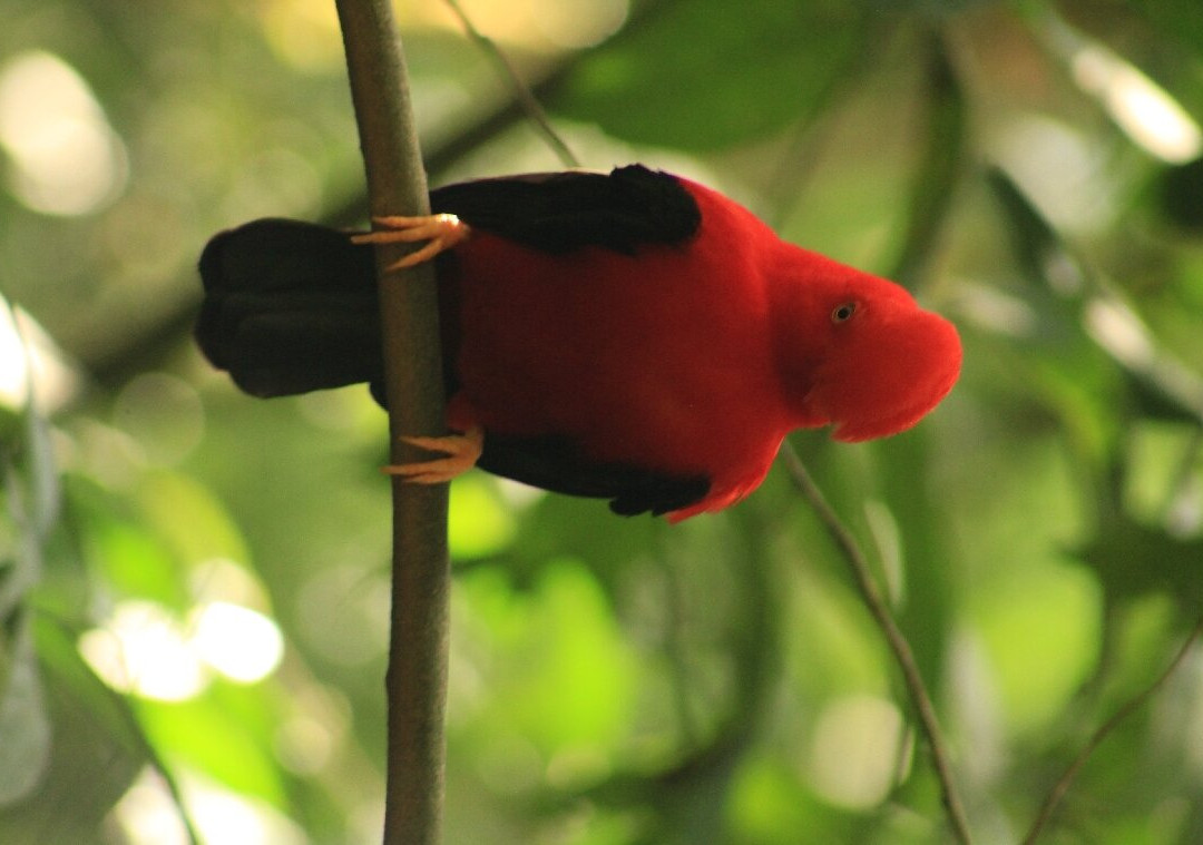 Gallito de Roca Preserve-Jardin必去景点