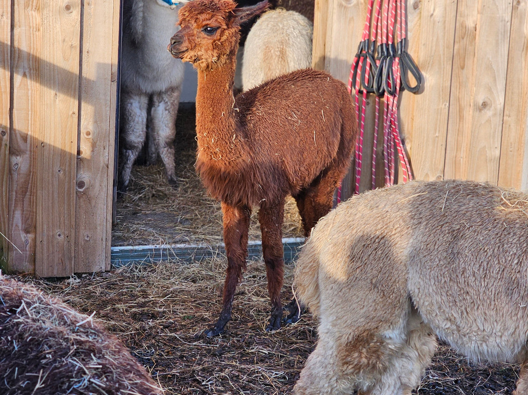 Nanny Sharon's Alpaca Farm景点图片