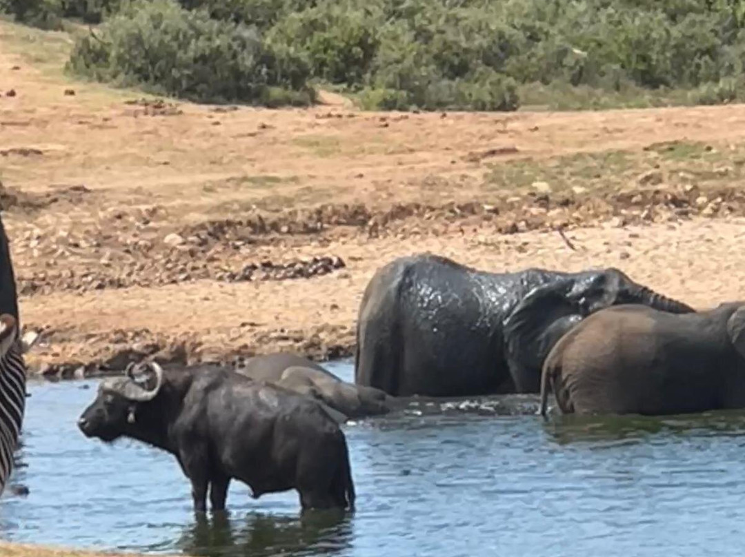 Blu-Pebbles Tour and Transfers-伊丽莎白港必去景点