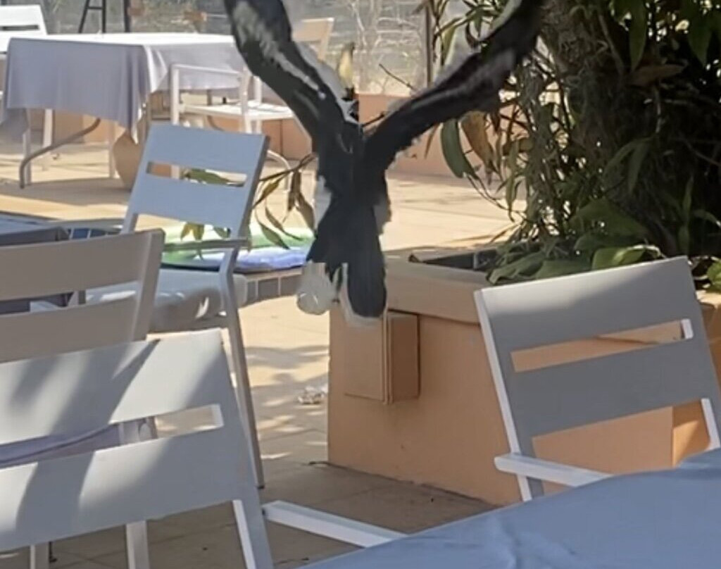 Cruiser Island Resort主图