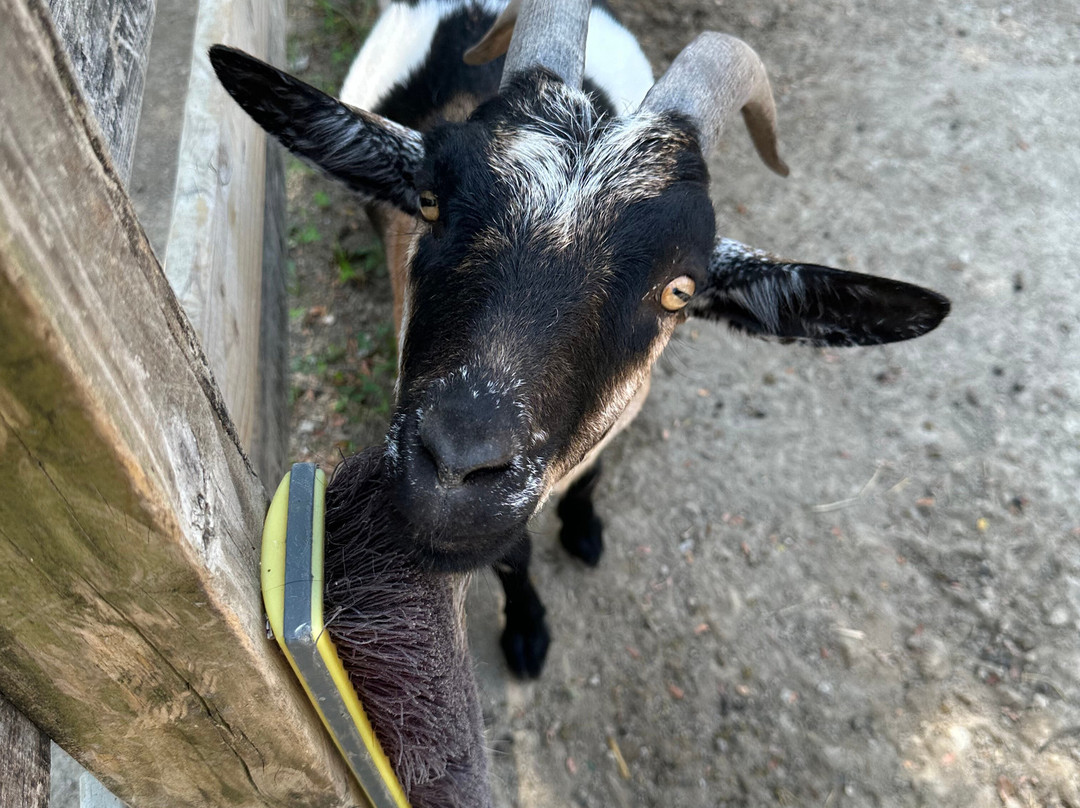 Henson Robinson Zoo-斯普林菲尔德必去景点