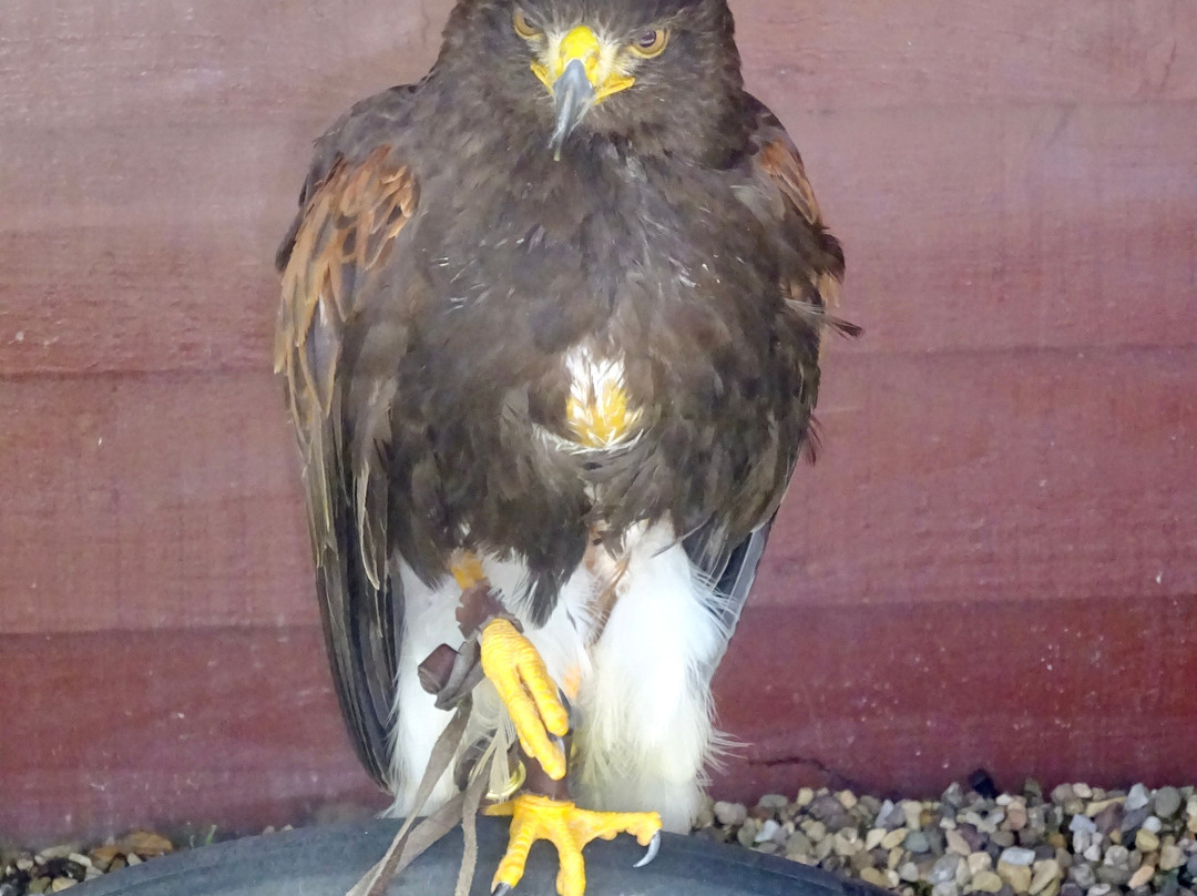 Kielder Water Bird of Prey Centre景点图片