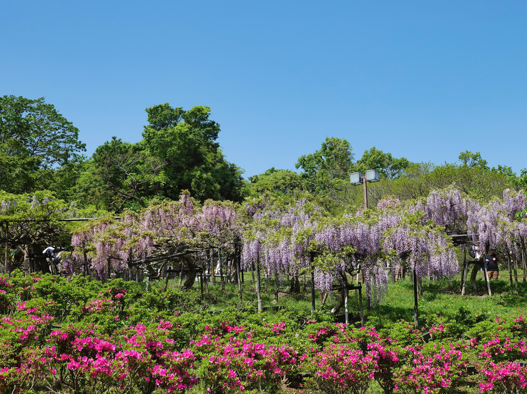 Yokosuka City Iris Flower Garden景点图片