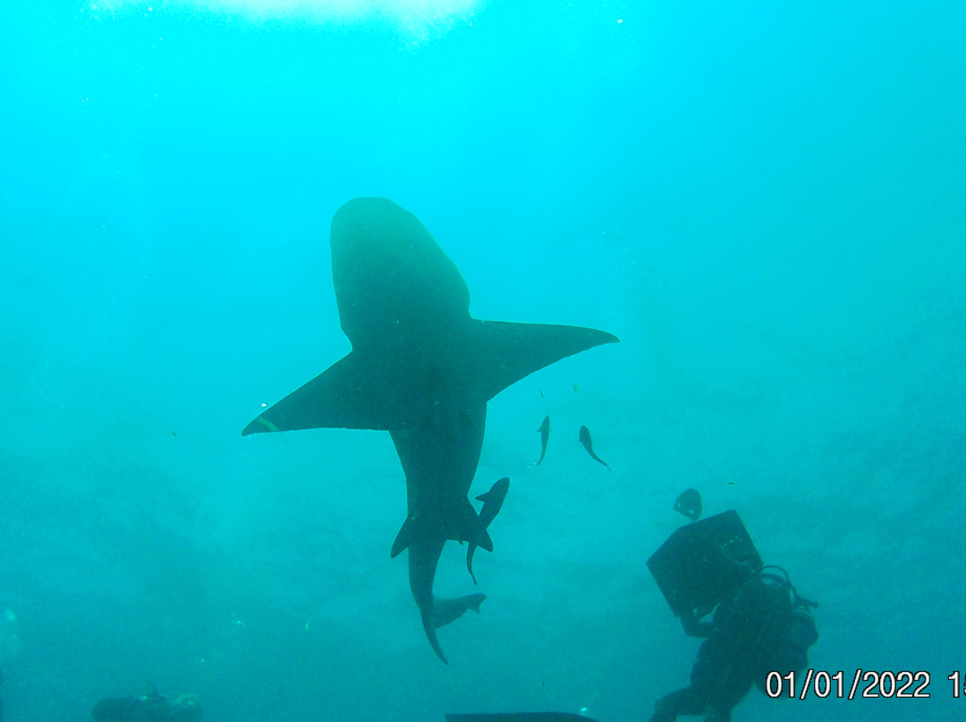 Swim With Sharks-棕榈海滩必去景点