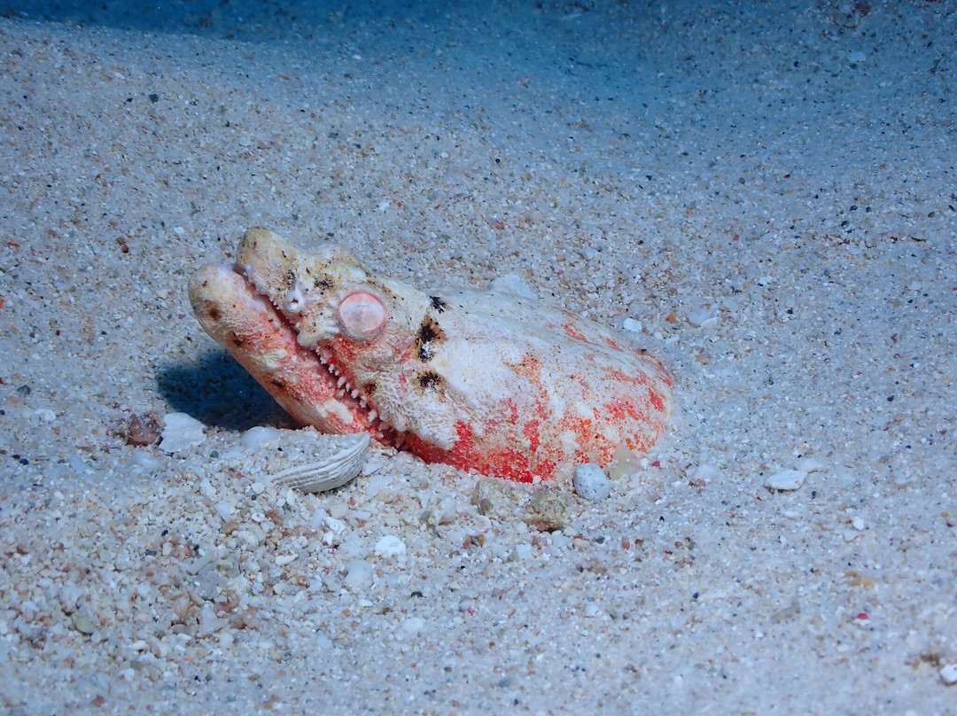 Maui Diamond Sea Sports-玛阿拉也亚必去景点