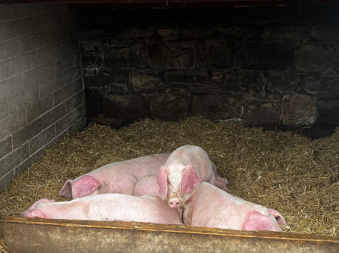 Croxteth Park Farm景点图片