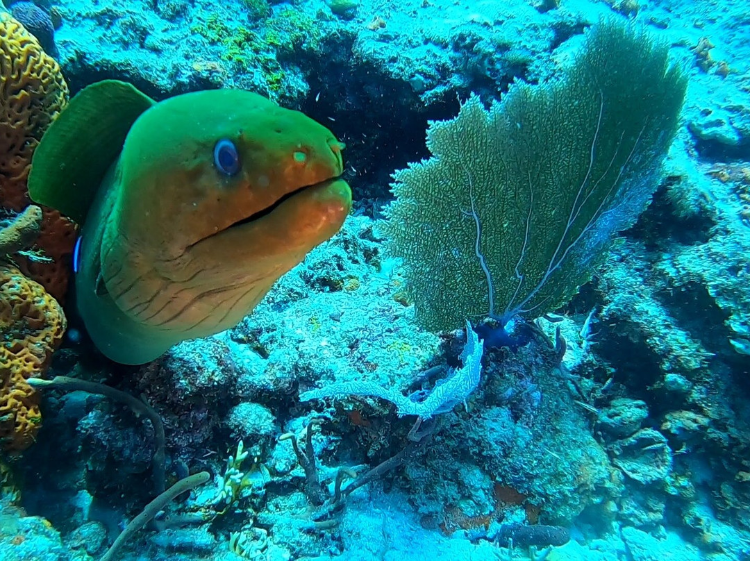Pura Vida Divers-Singer Island必去景点