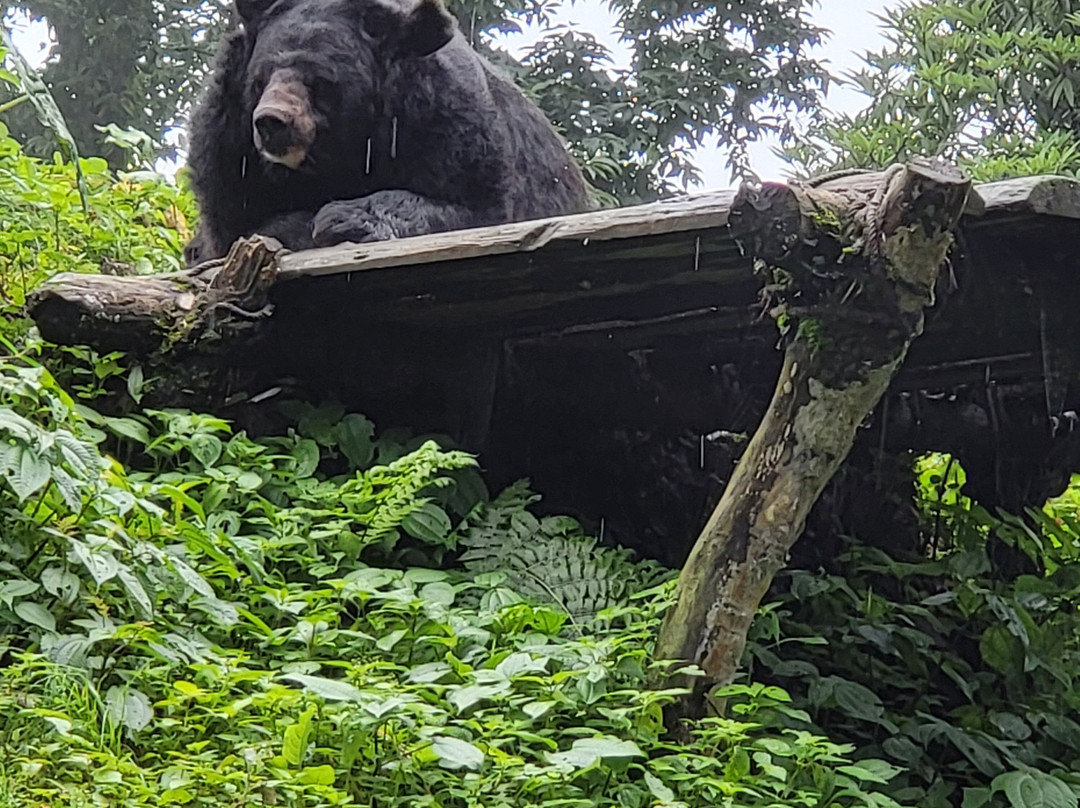 Padmaja Naidu Himalayan Zoological Park-大吉岭必去景点