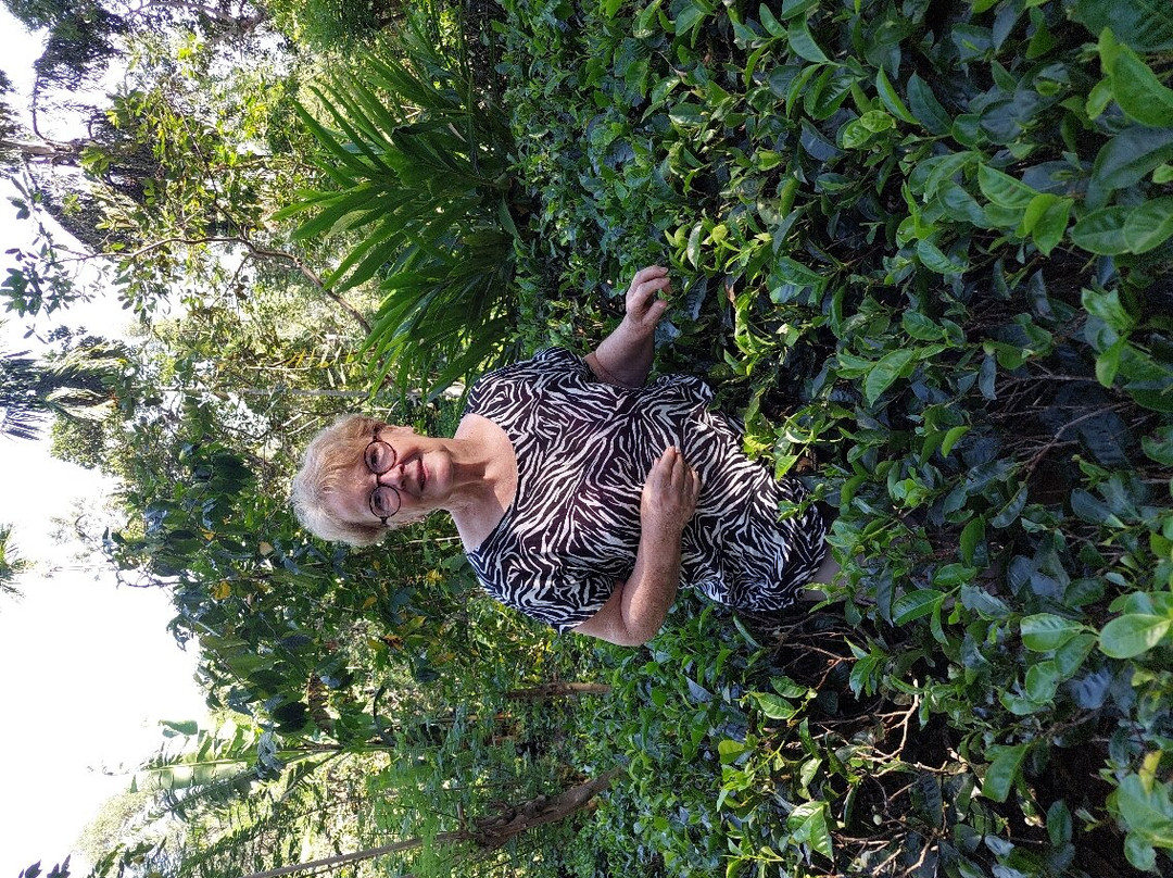 Ella Organic Tea Garden景点图片