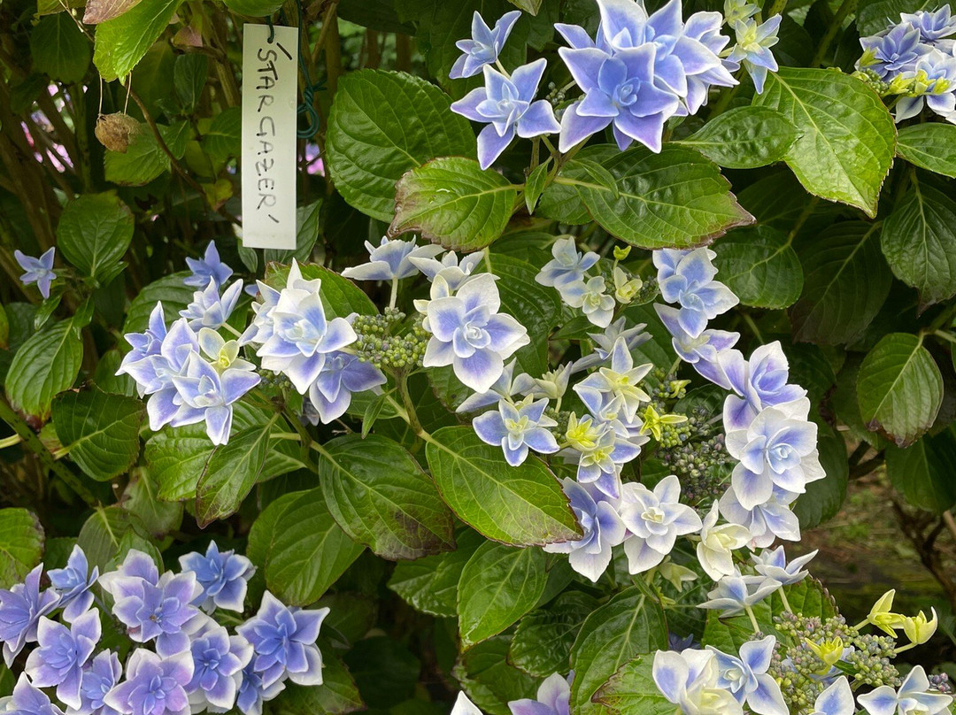 Jardin Shamrock景点图片