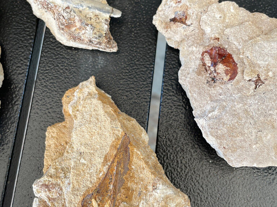 Kronosaurus Korner-Richmond必去景点