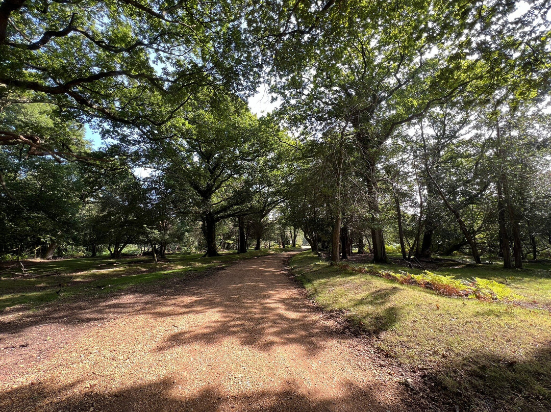 New Forest Cycling景点图片