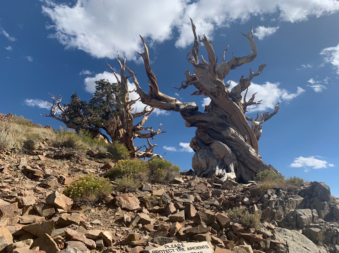 狐尾松古森林-毕晓普必去景点