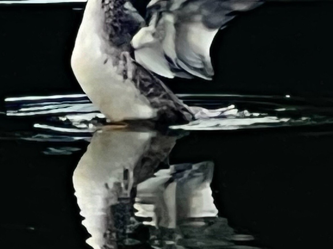 Baxstar Fishing-Detroit Lakes必去景点