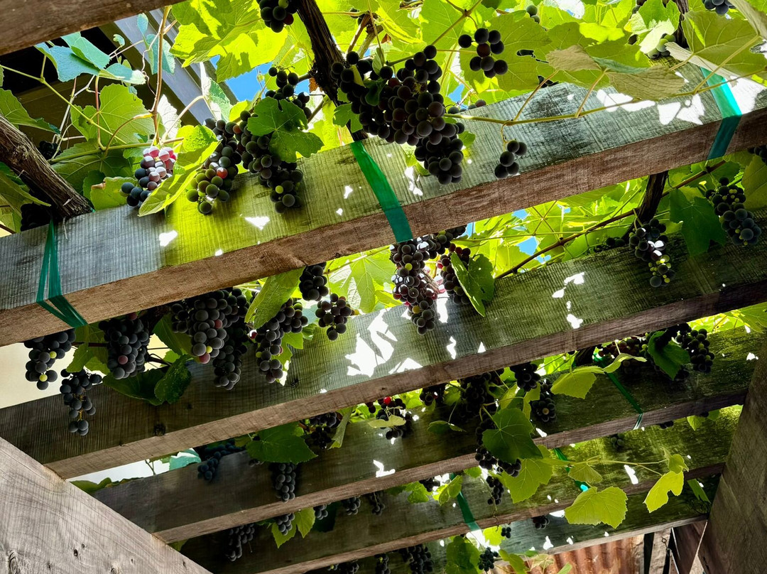 Silver Service Tours-Sebastopol必去景点