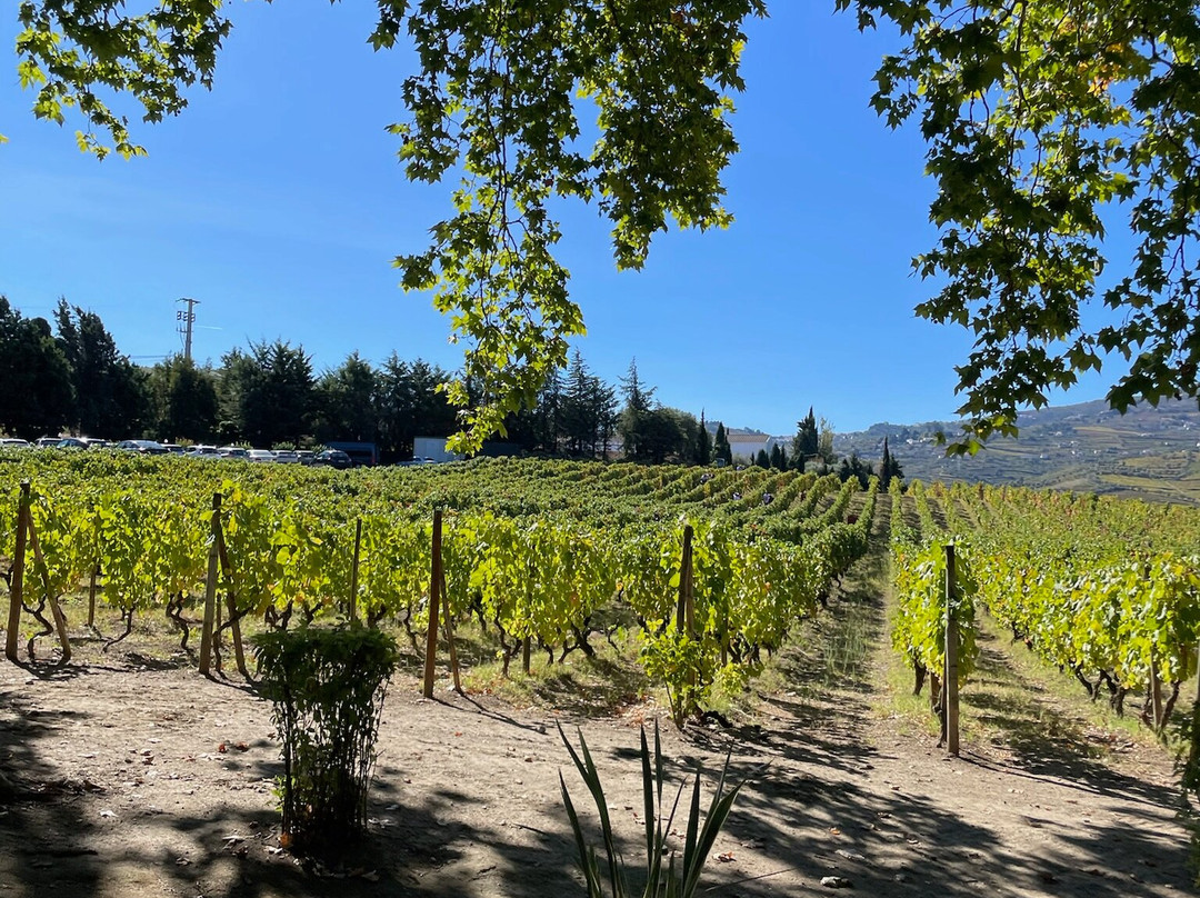 DWT - Douro Wine Tours-波尔图必去景点