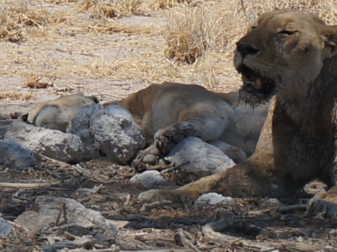 Dunas Safari-温德和克必去景点