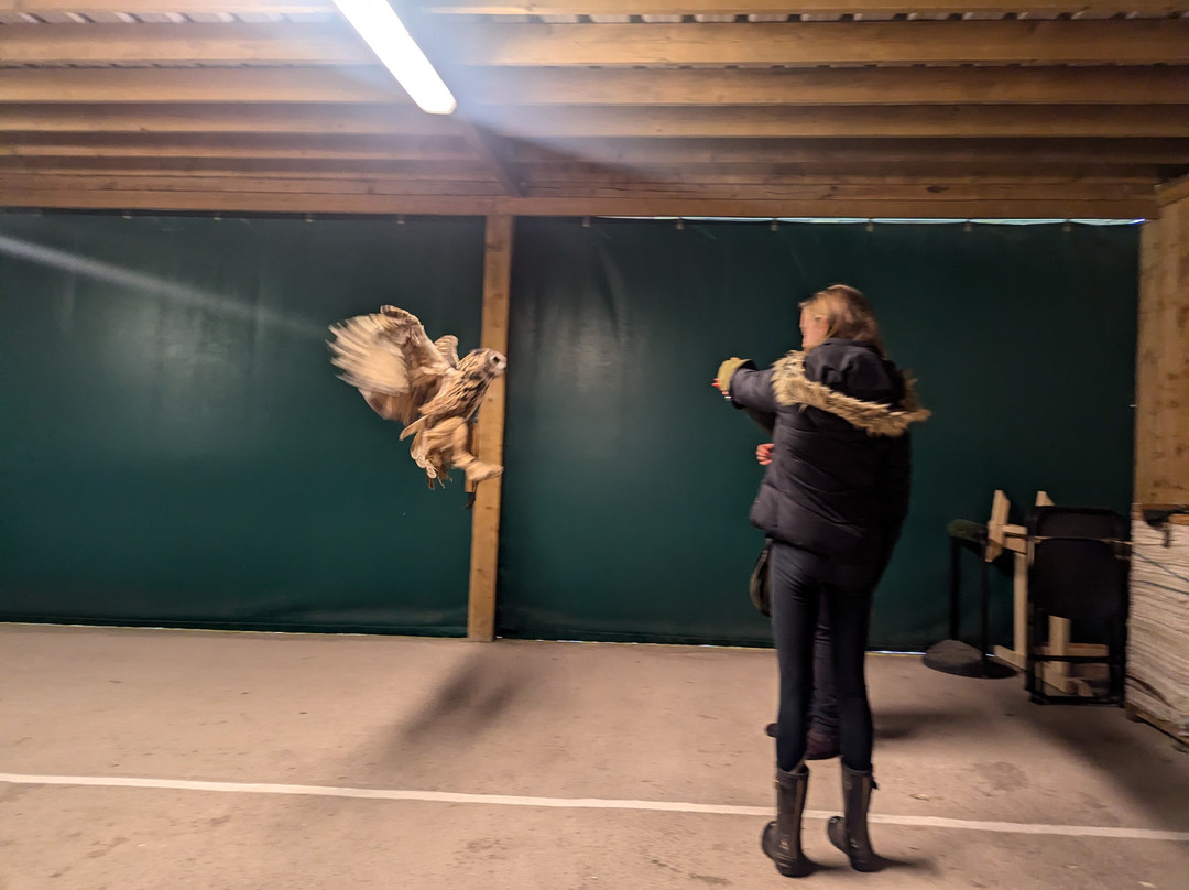 ARD Birds of Prey