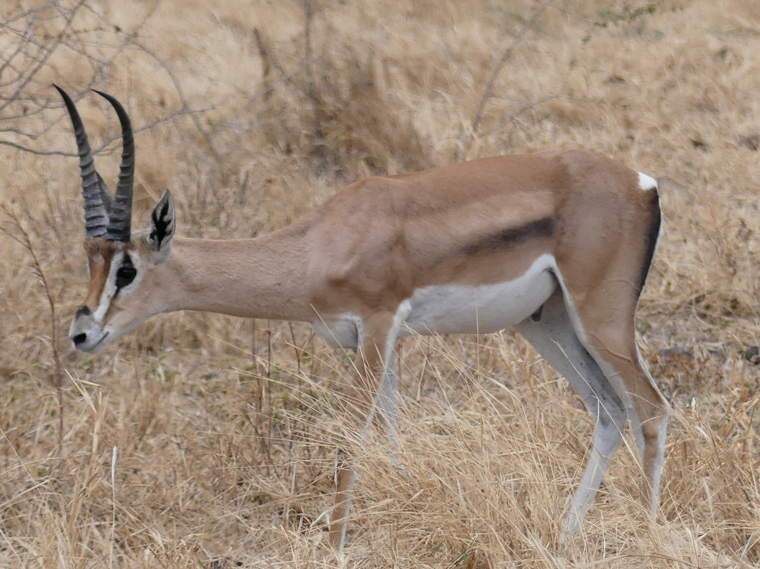 Cheeky Monkey Safaris-阿鲁沙必去景点