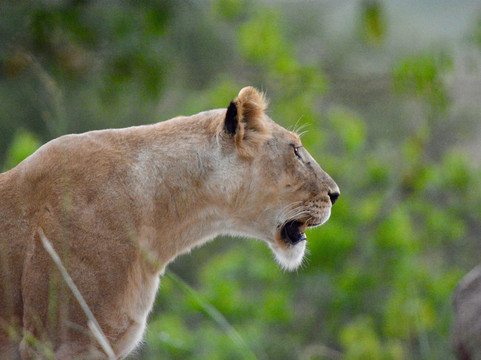 Kaizer Africa safaris-恩德培必去景点