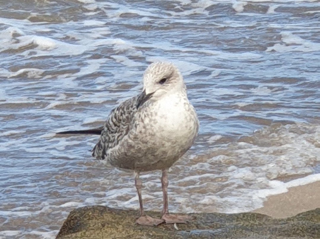 欧洲之星拉斯坎特拉斯酒店主图