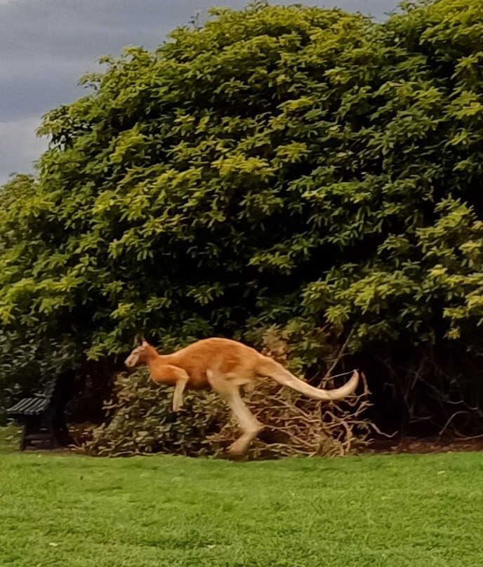 菲利普岛野生动物园-考斯必去景点