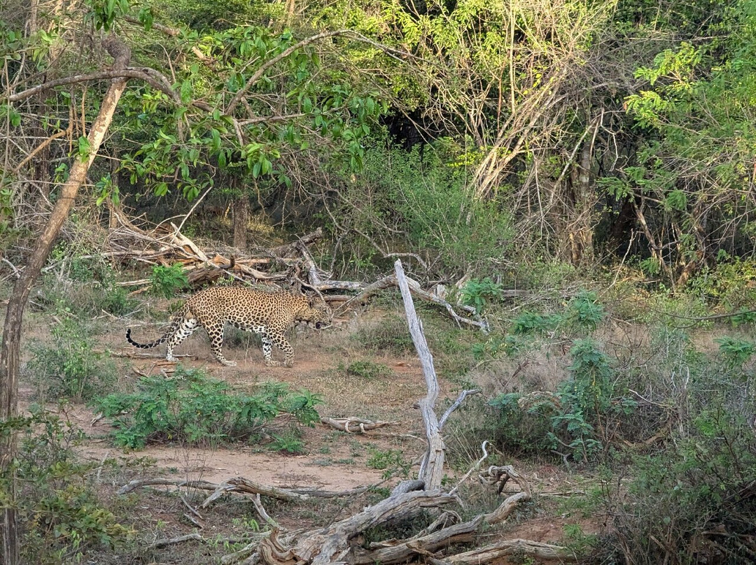 YALA Amazing Tours & Taxi Service-Yala必去景点