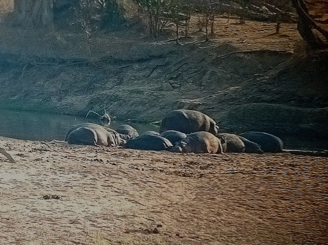 Safari Fleva-Dar es Salaam必去景点