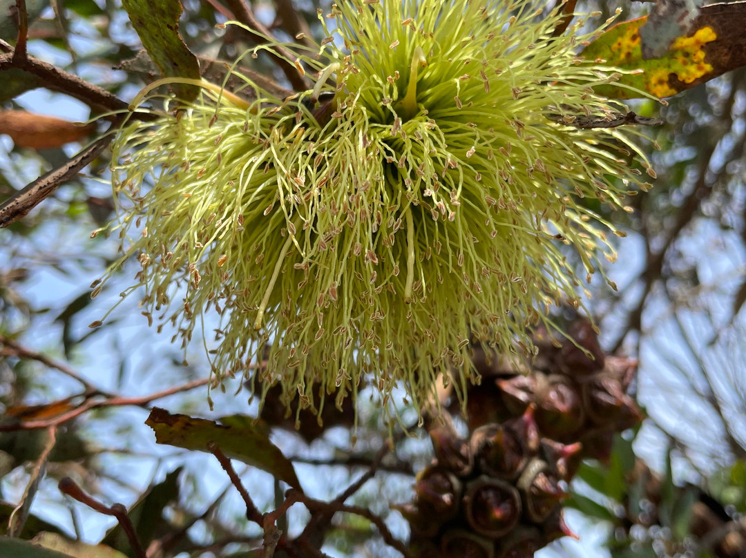 Heyfield Cemetery-Heyfield必去景点