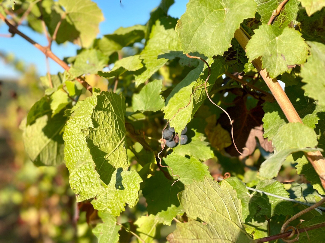 Main Street Drivers-斯坦福必去景点