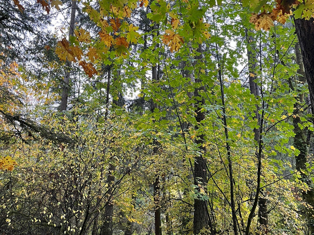 Bridle Trails State Park-柯克兰必去景点