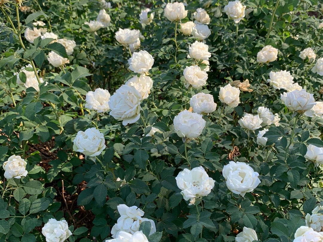 Tyler Rose Garden & Center景点图片