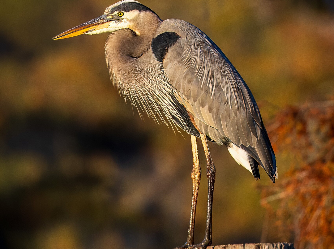 Caddo Lake Bayou Tours-Uncertain必去景点