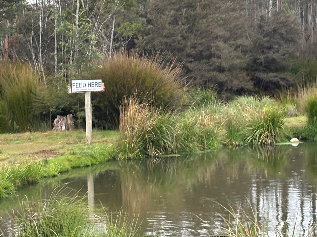 41 South Salmon and Ginseng Farm and Cafe-德洛兰恩必去景点