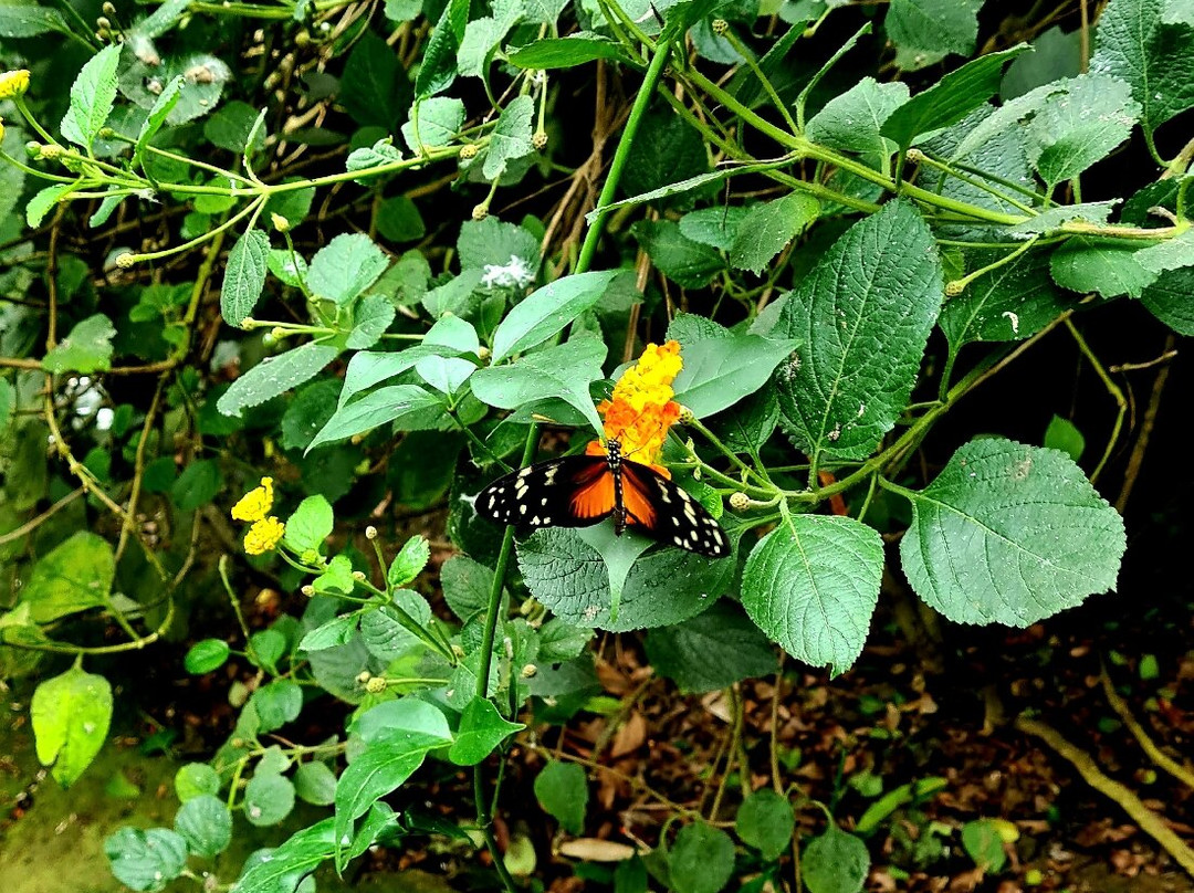 Butterfly Park Empuriabrava景点图片