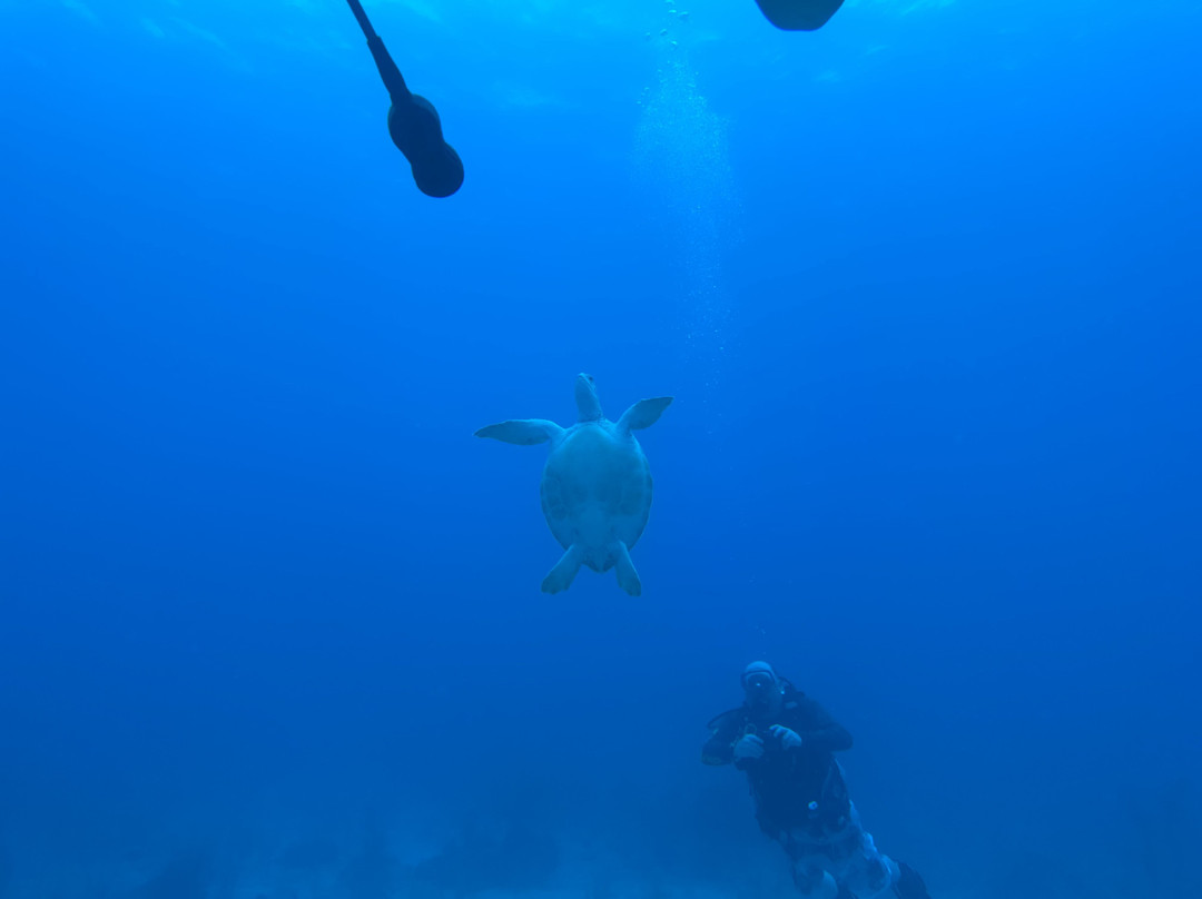 Blue Water Divers-Cockburn Town必去景点