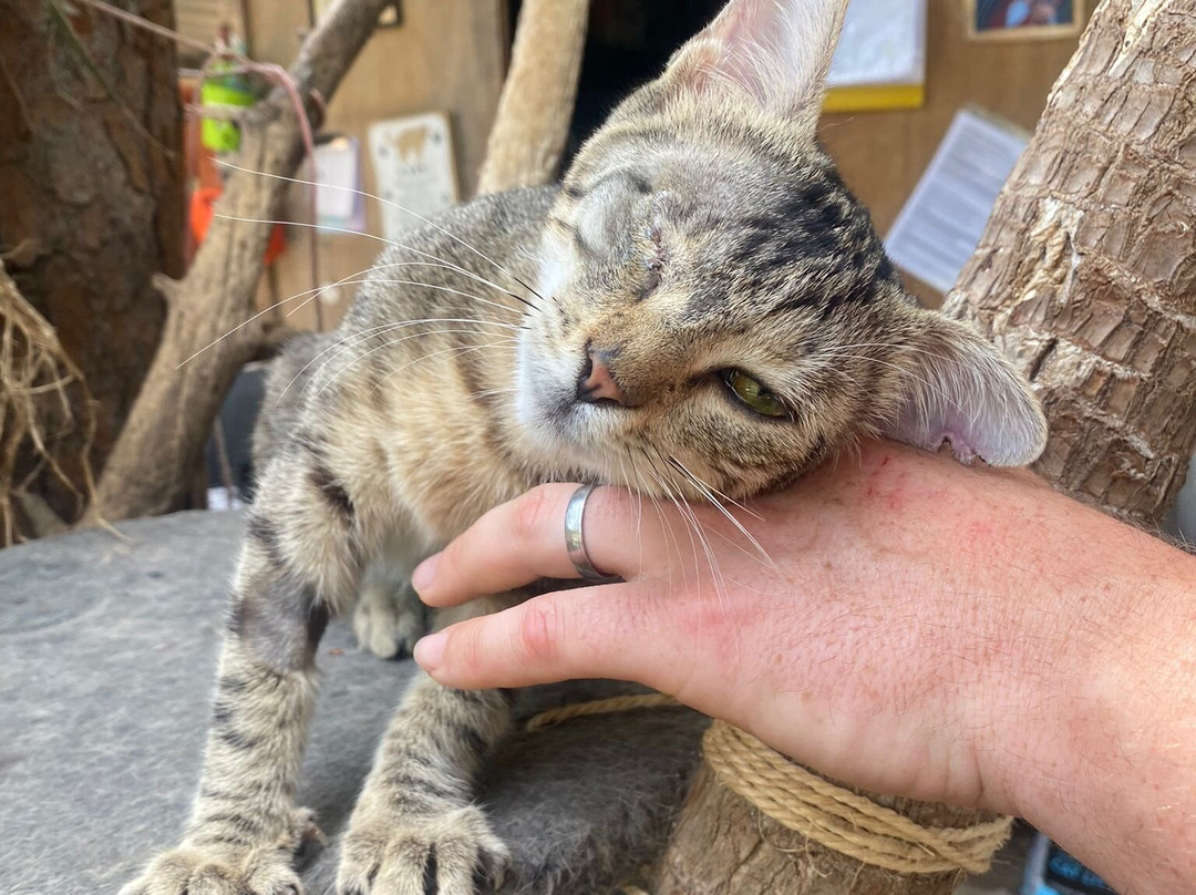 Kallithea Cats景点图片