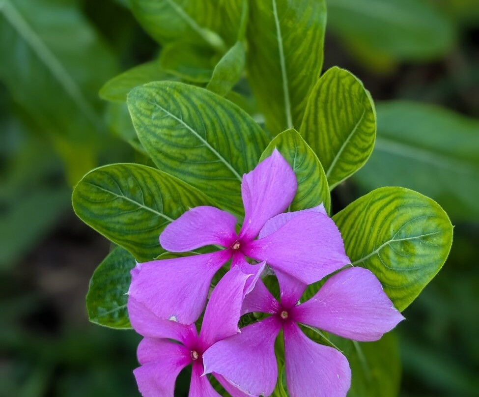 Kijiji Beach Resort主图