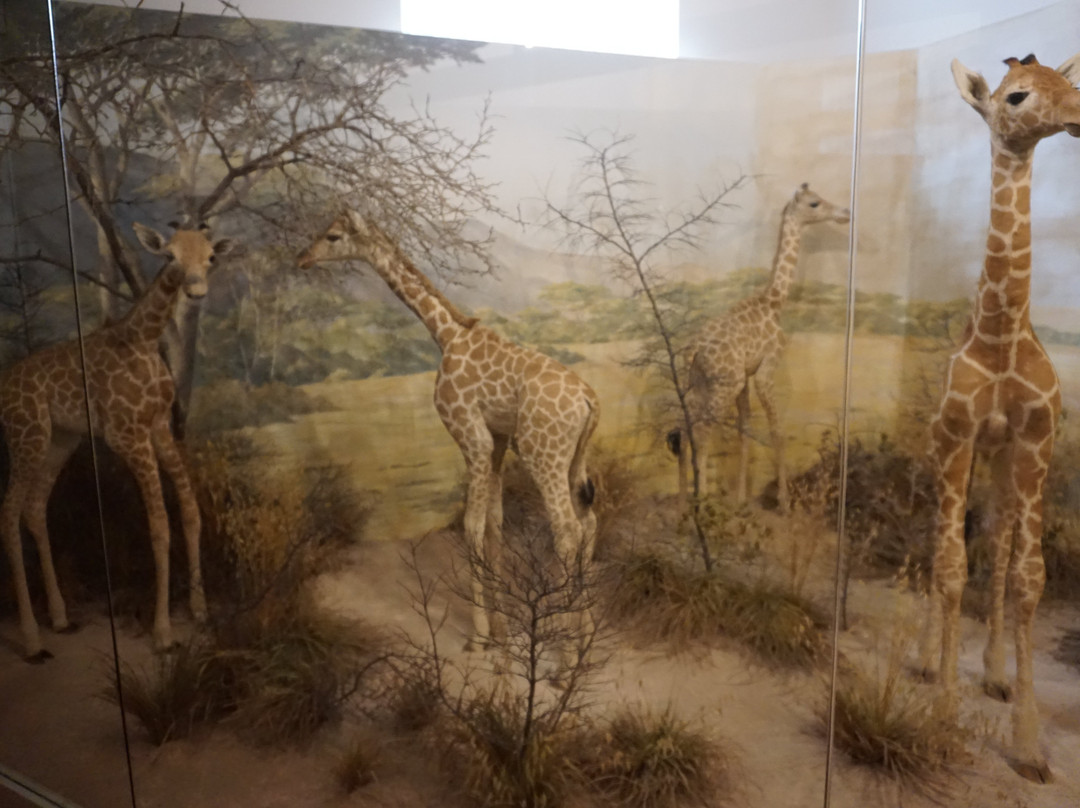 Museum-Brijuni National Park必去景点