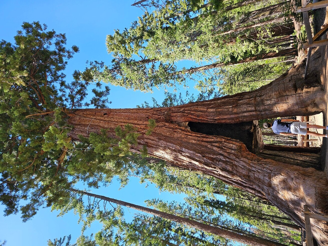 Mariposa Grove of Giant Sequoias景点图片