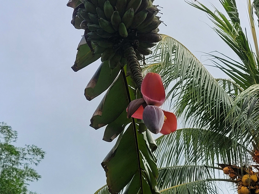 Banana Museum (Le Musee de la Banane)-马提尼克必去景点