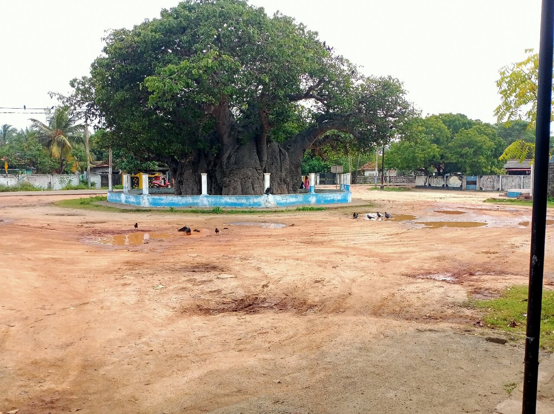Baobab Tree-马纳尔必去景点