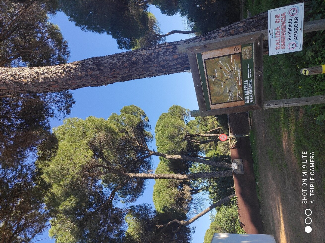 Bosque Suspendido景点图片