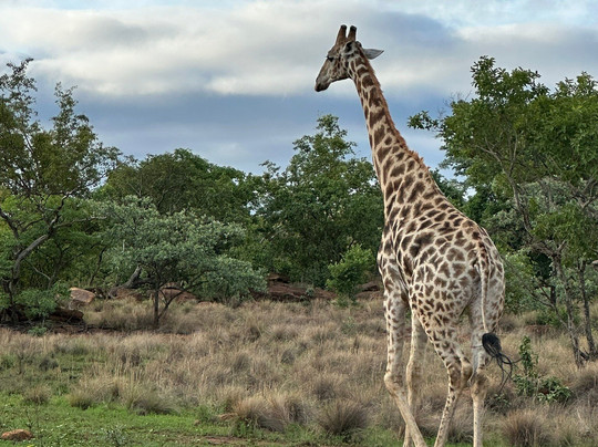 Laluka Safari Lodge主图